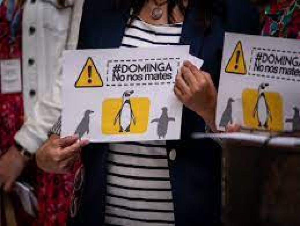 Dar luz verde a “Dominga”, sería “retroceder en materia medioambiental”