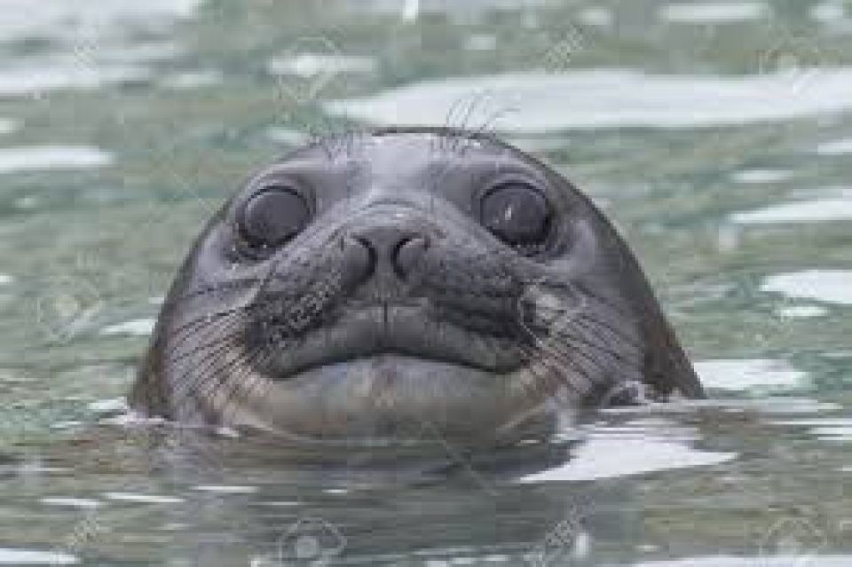 &quot;No sé qué le hicieron los pingüinos a Trump&quot;: cómo las islas deshabitadas Heard y McDonald acabaron en la lista de aranceles de EE.UU.