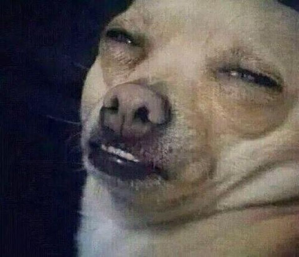 El enfrentamiento de los líderes europeos con Elon Musk por su &quot;interferencia&quot; en la política del Viejo Continente